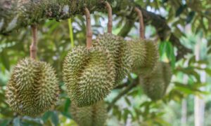 dap minta kerajaan negeri pahang bela hak pekebun durian musang king