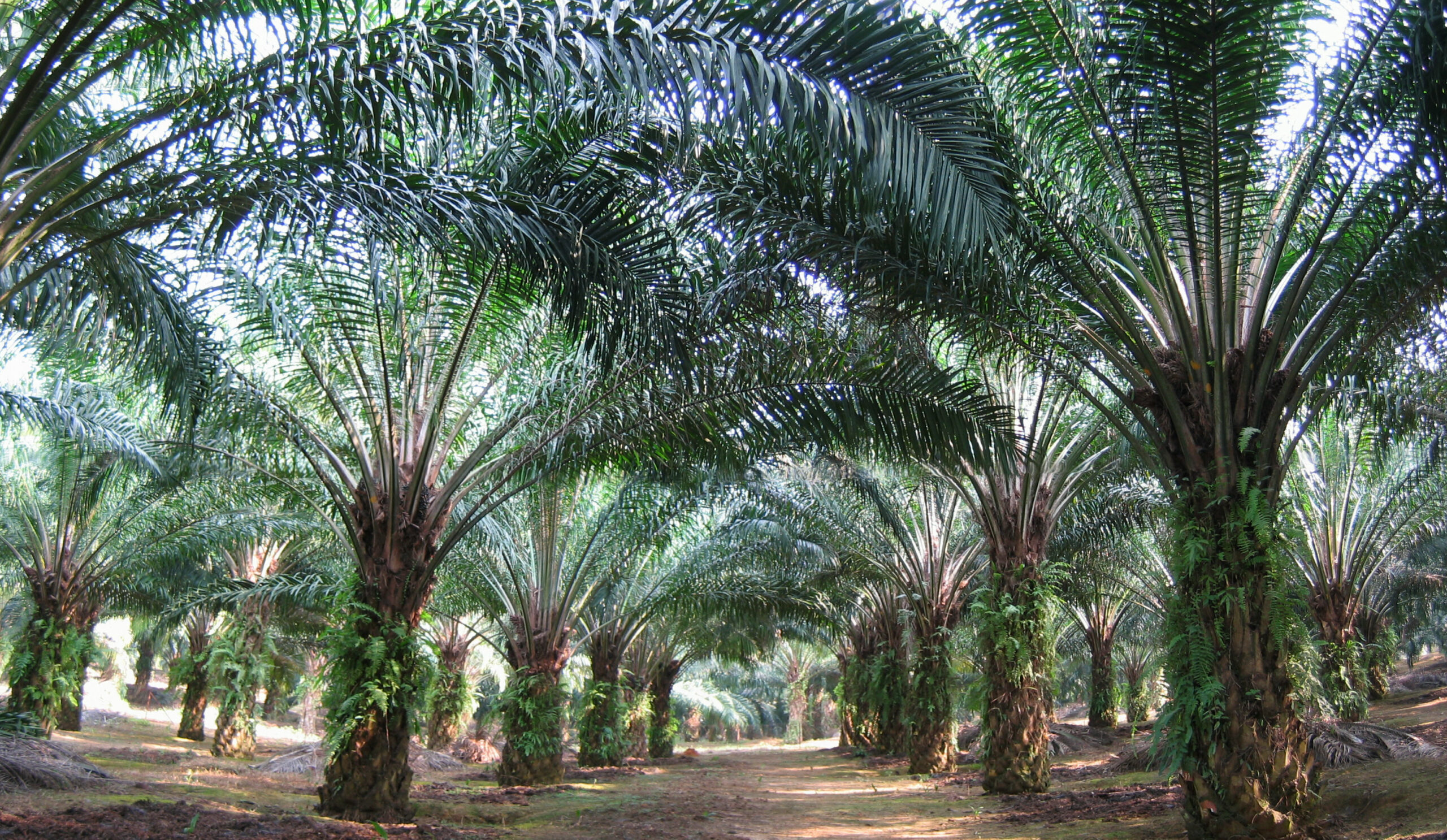 oil palm trees