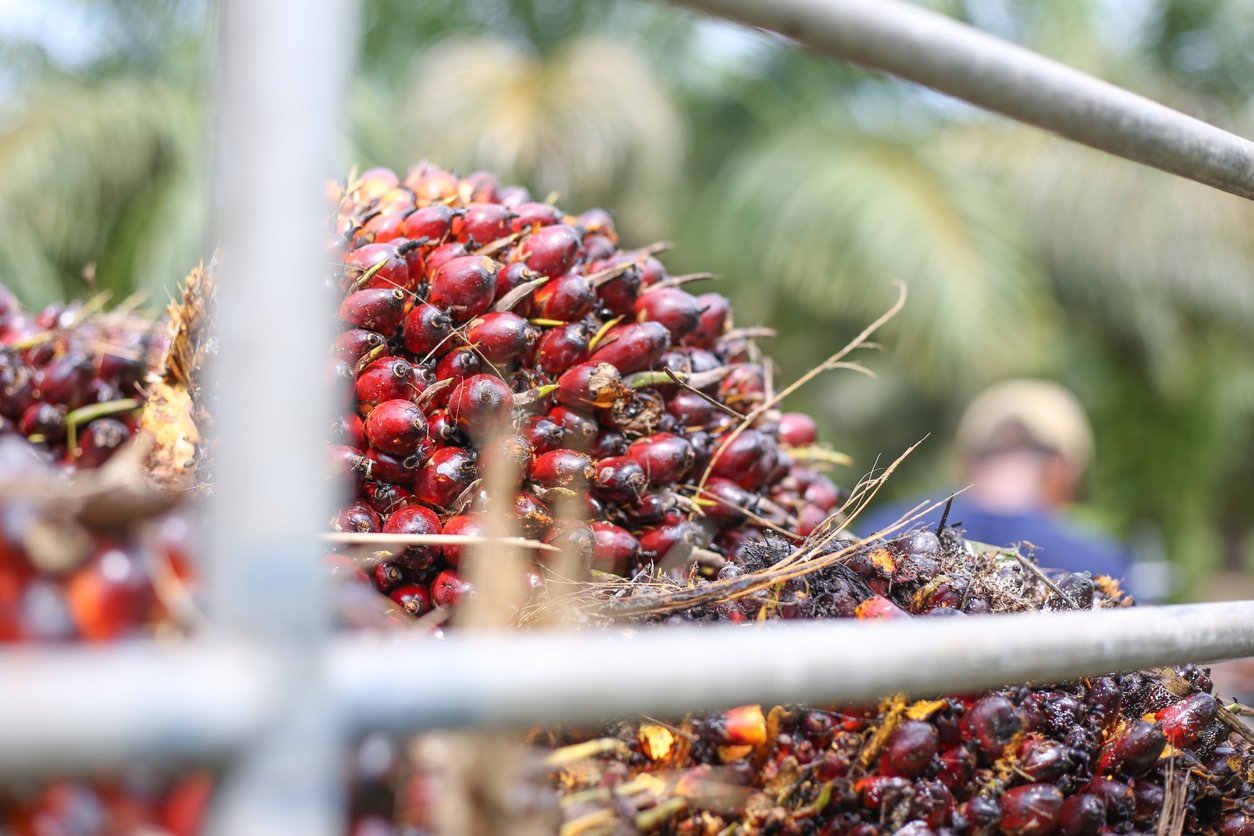 oil palm kernel collected by plantation workers and placed by side of plantation in mini truck. ready ship to palm oil industry.